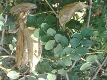 Un baccello strano - Colutea arborescens